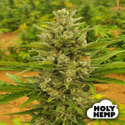 Blütenbild von Sour Diesel - HolyHemp - Cannabissamen