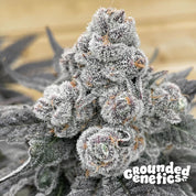 Blütenbild von Strawberry-Gummies - Grounded Genetics - Cannabissamen