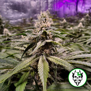 Blütenbild von Strawberry Sour Diesel - Devils Harvest - Cannabissamen