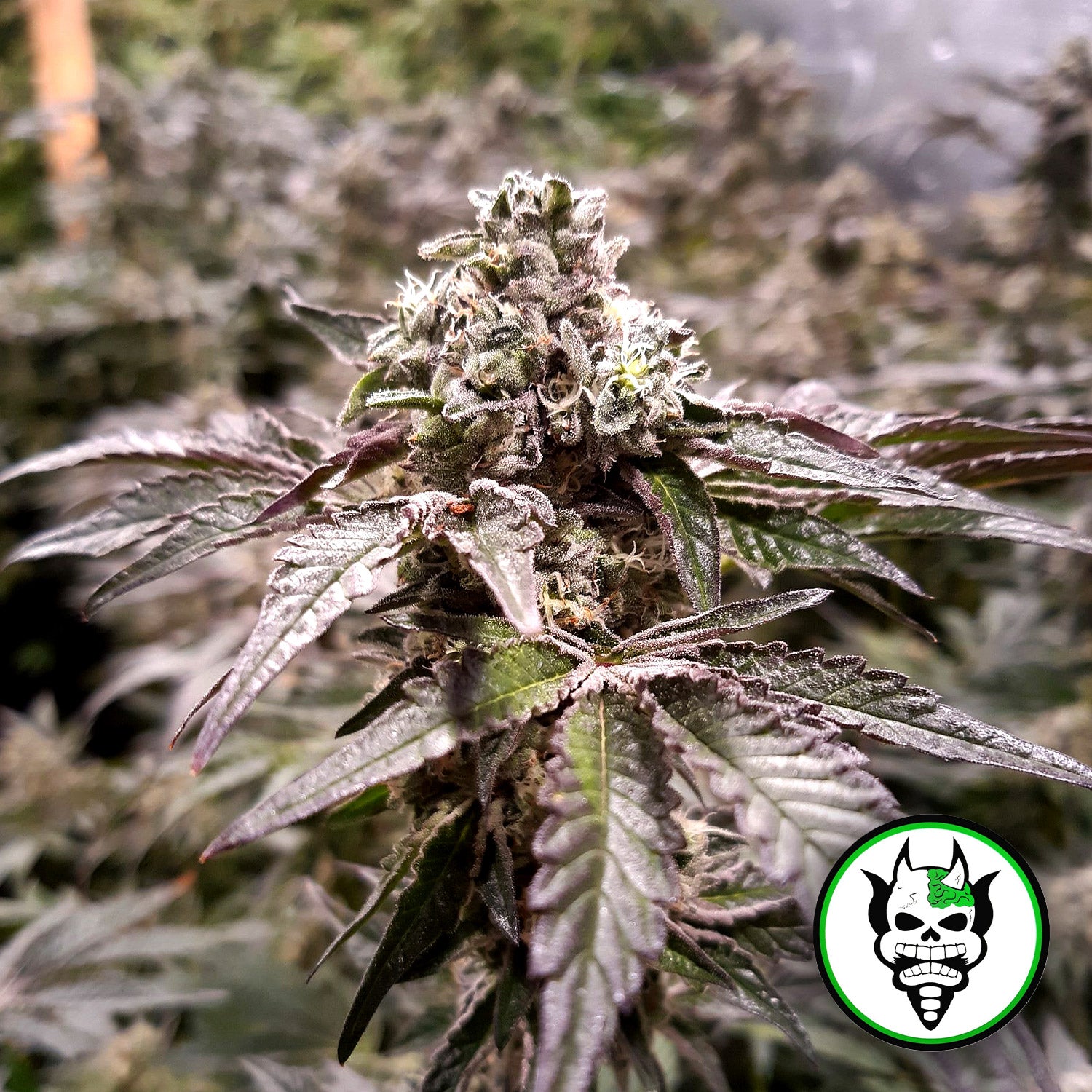 Blütenbild von Strawline - Devils Harvest - Cannabissamen