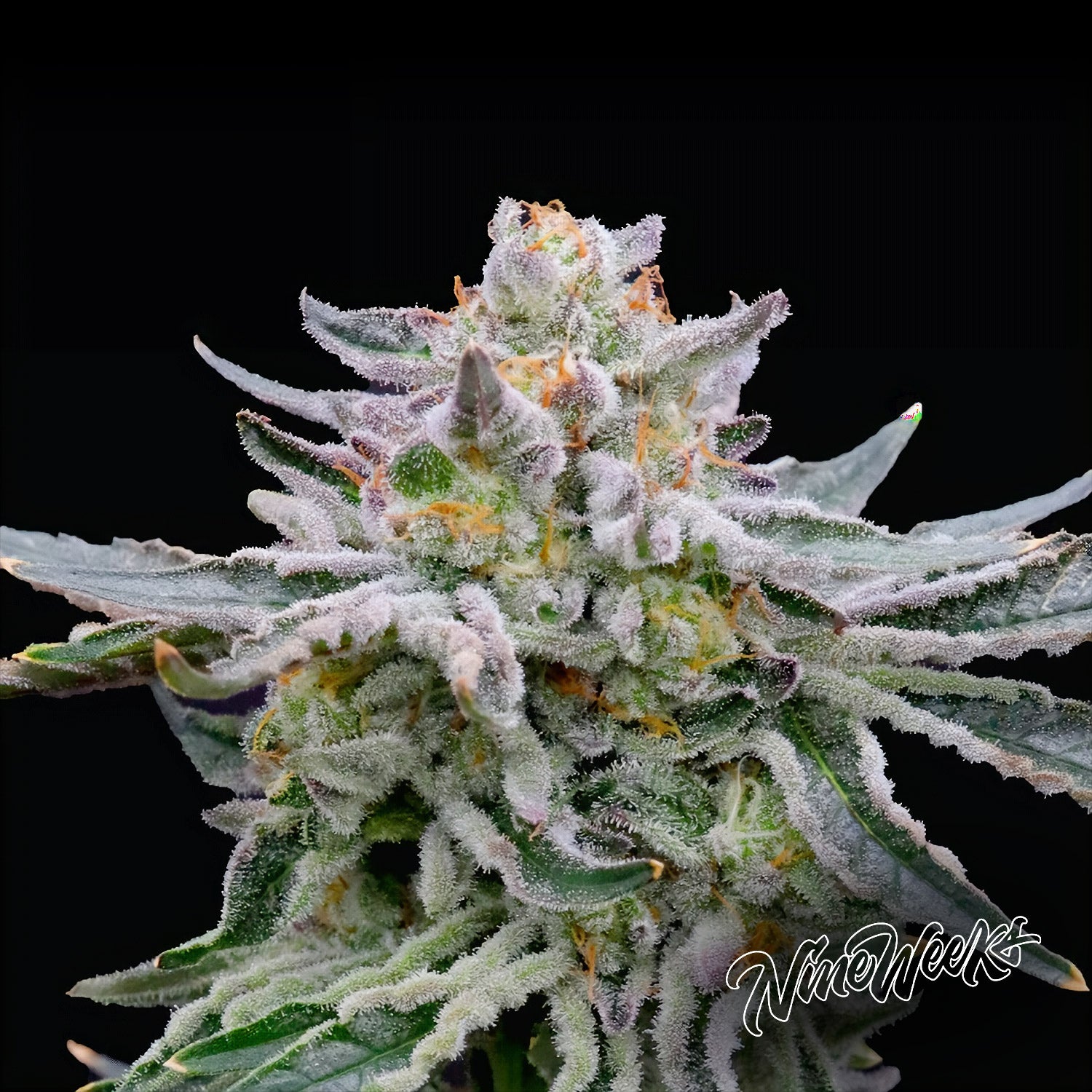 Blütenbild von Sunset Purr - Nine Weeks Harvest - Cannabissamen