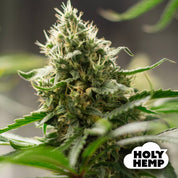 Blütenbild von Super Lemon Haze - HolyHemp - Cannabissamen