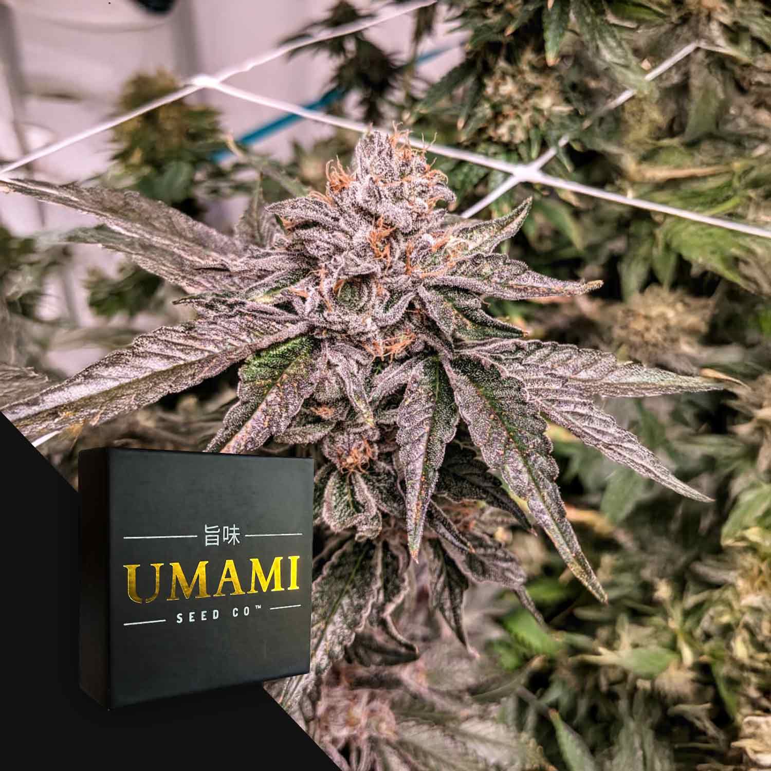 Zeltzer Cannabispflanze mit frostigen Trichomen; Umami Seed Co Box im Vordergrund.