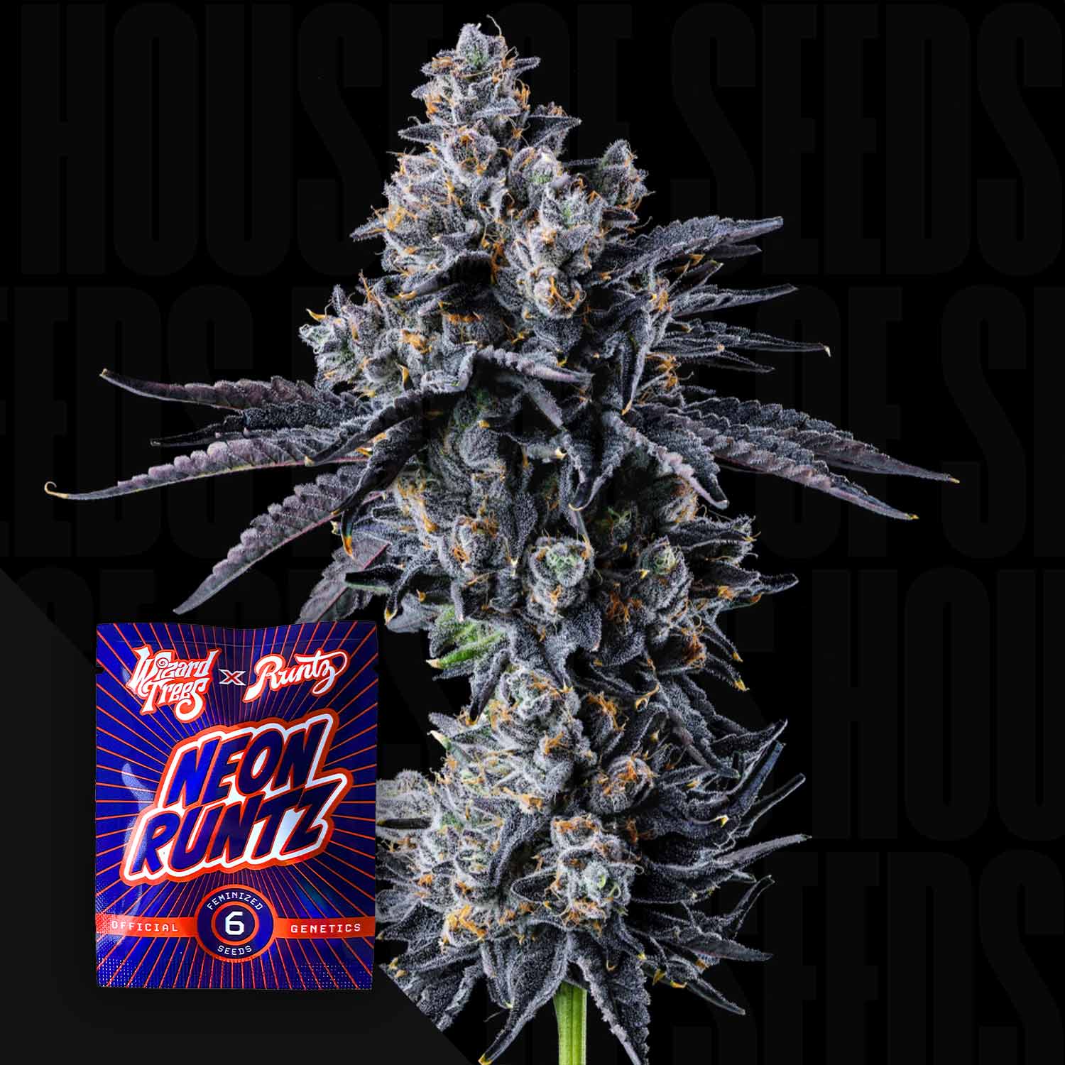 Buy Wizard Trees cannabis seeds – Best price guarantee