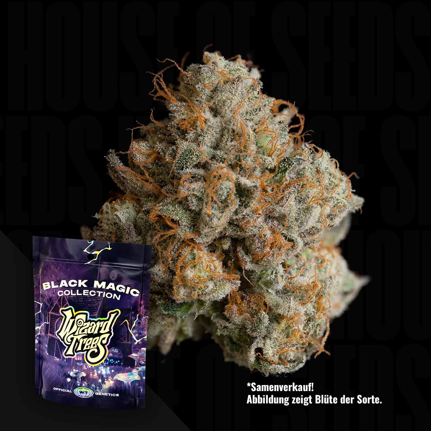 Night Ritual - cannabis seeds from Wizard Trees – House of Seeds
