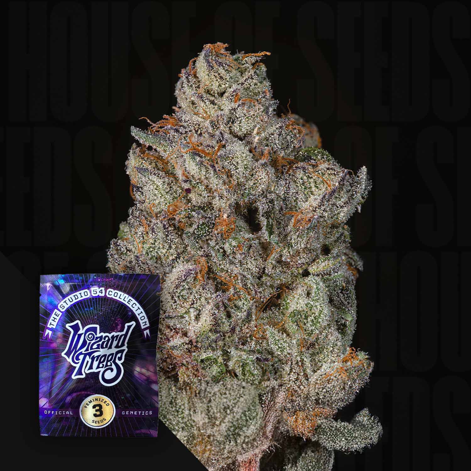 Eine Nahaufnahme einer dichten, frostigen Cannabisknospe mit orangefarbenen Haaren deutet auf Studio Cherry von Wizard Trees hin. Unten links hebt sich ein kleines lila Wizard Trees-Samenpaket mit der Aufschrift "Studio 54 Collection" vom dunklen Hintergrund ab.