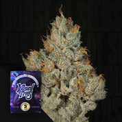 Nahaufnahme einer mit Reif überzogenen Cannabisblüte mit orangefarbenen Härchen neben einer Verpackung von „Studio Sesh“ von Wizard Trees.