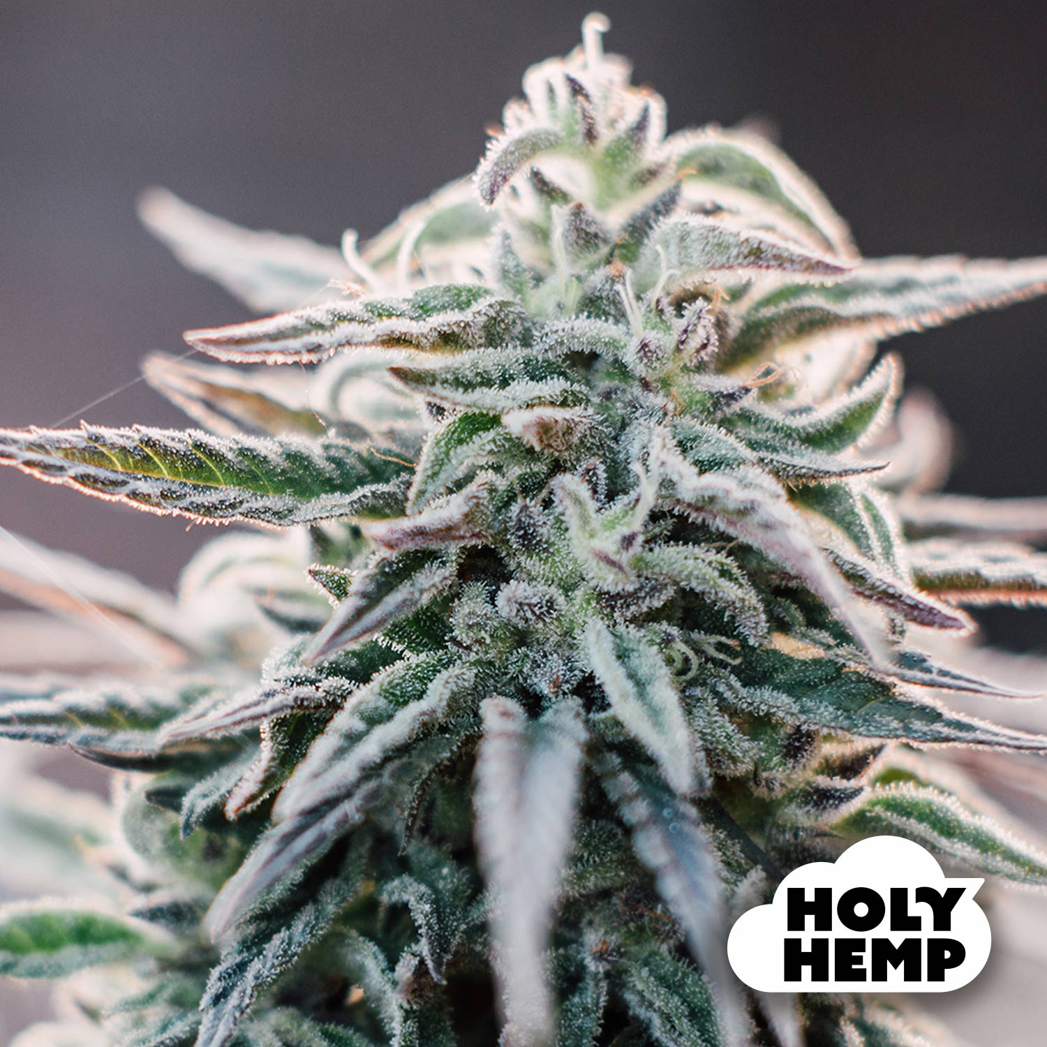 Blütenbild von White Widow - HolyHemp - Cannabissamen