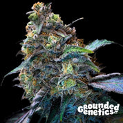 Blütenbild von Zilk Road - Grounded Genetics - Cannabissamen