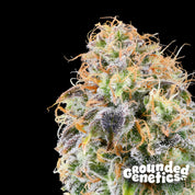 Blütenbild von Zkunk - Grounded Genetics - Cannabissamen