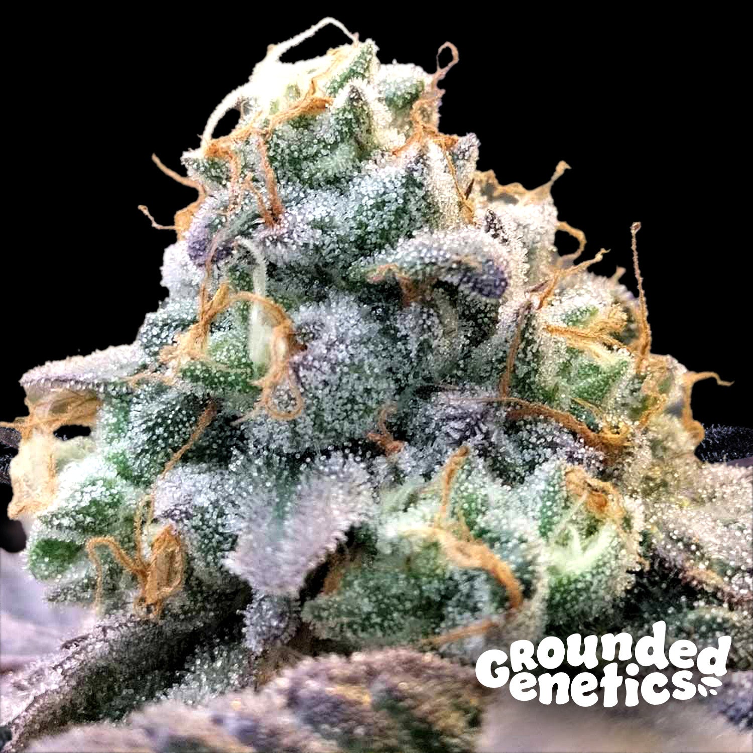 Blütenbild von Zlurpi - Grounded Genetics - Cannabissamen