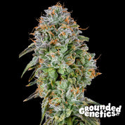 Blütenbild von Zunami - Grounded Genetics - Cannabissamen