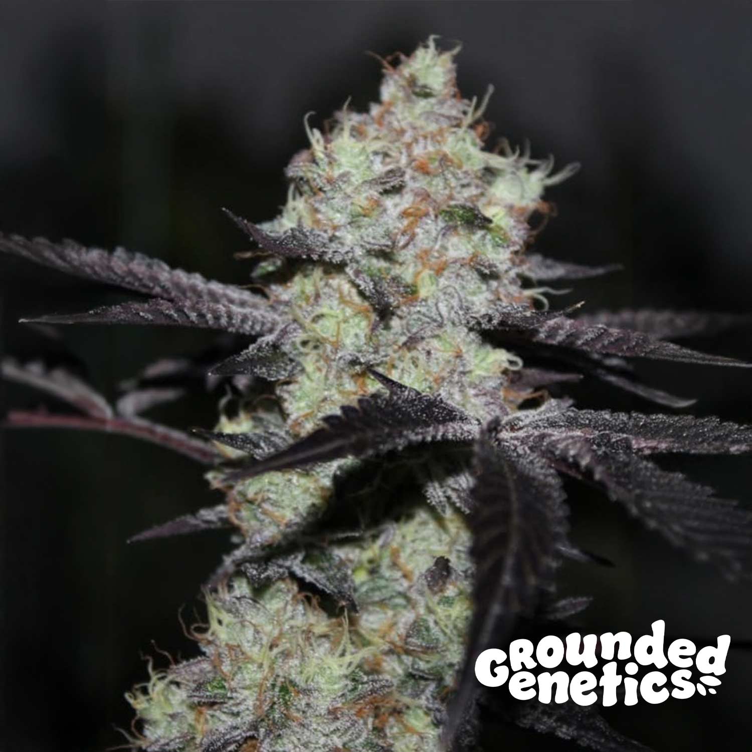 Zwisher-grounded-genetics-house-of-seeds.jpg