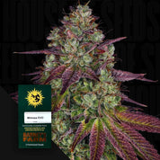 Mimosa EVO