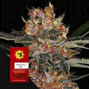 Purple Punch Auto