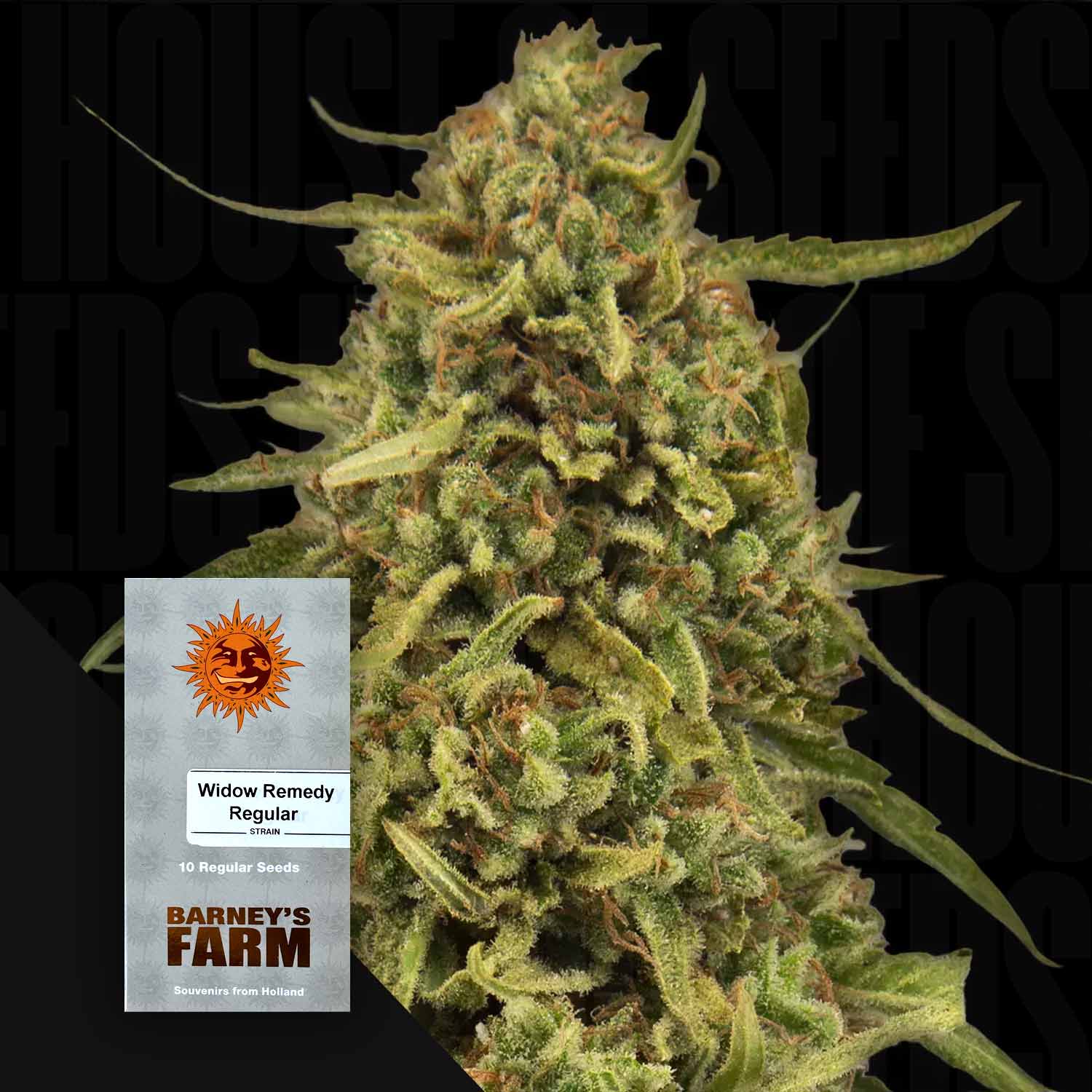 Eine Nahaufnahme von dichten, mit Trichomen bedeckten Cannabisknospen zeigt die würzige Sorte Widow Remedy von Barney's Farm, mit einer "Widow Remedy"-Samenpackung, die sich am unteren linken Rand des Bildes befindet.