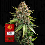 White Widow XXL