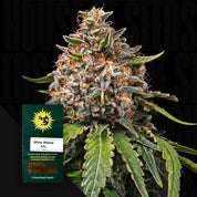 White Widow XXL Auto