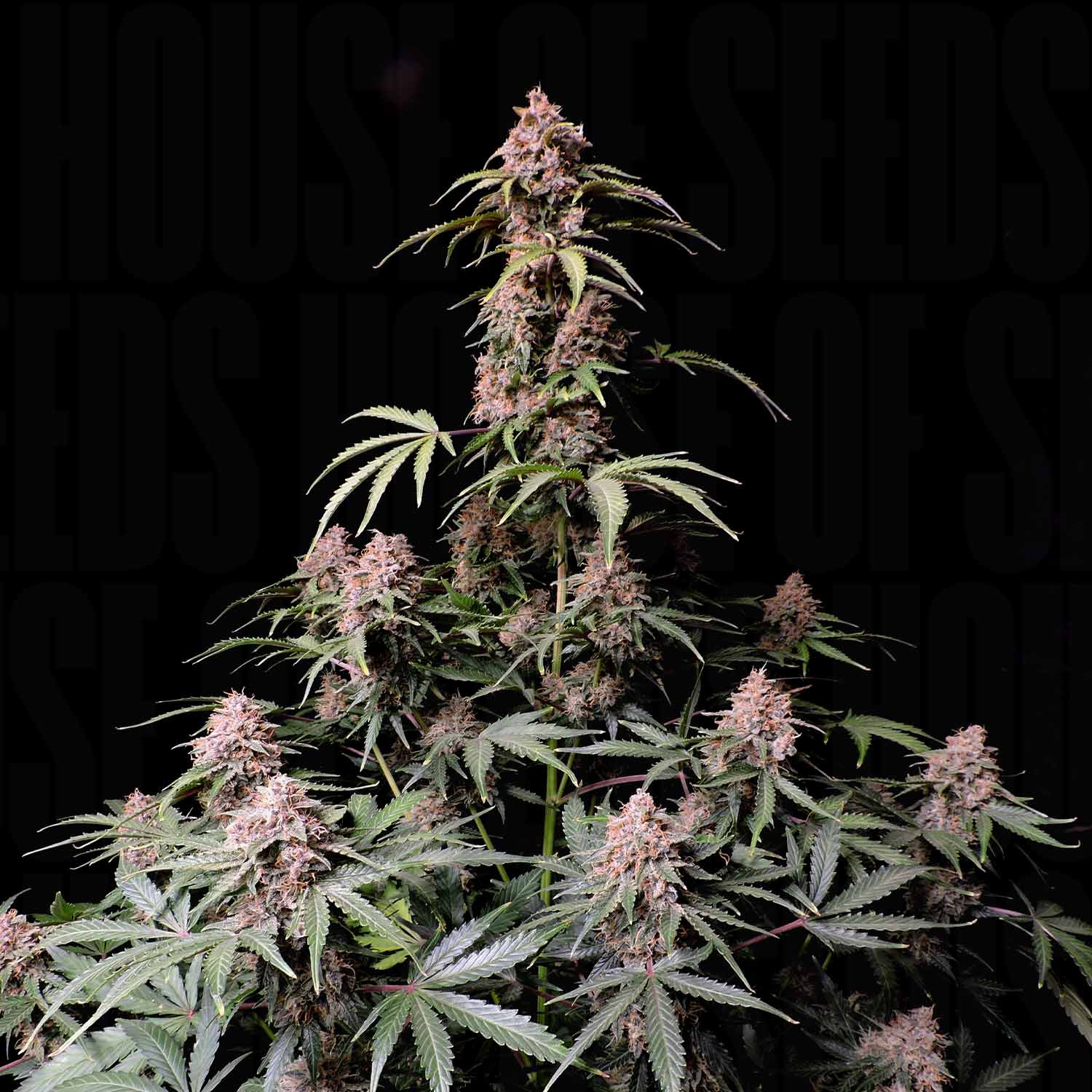 Amnesia Z Auto