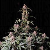 Amnesia Z Auto
