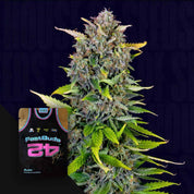 Blue Dream Auto