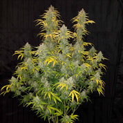 Blue Dream Auto