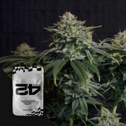 Gorilla Cookies FF