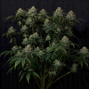 Gorilla Cookies FF