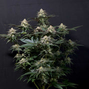 Purple Lemonade FF