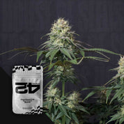 Tropicana Cookies Auto