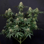 Tropicana Cookies Auto